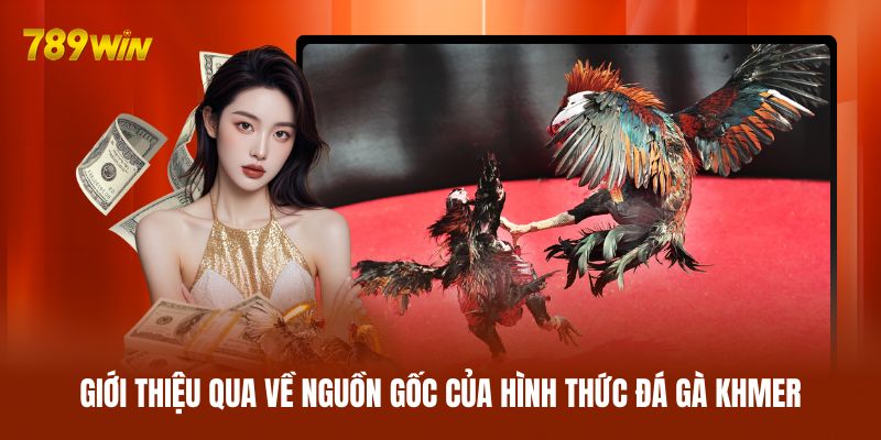 Giới thiệu qua về nguồn gốc của hình thức đá gà Khmer Giới thiệu qua về nguồn gốc của hình thức đá gà Khmer