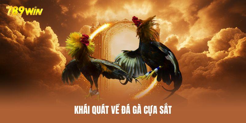 Đá gà cựa sắt diễn ra cực kịch tính